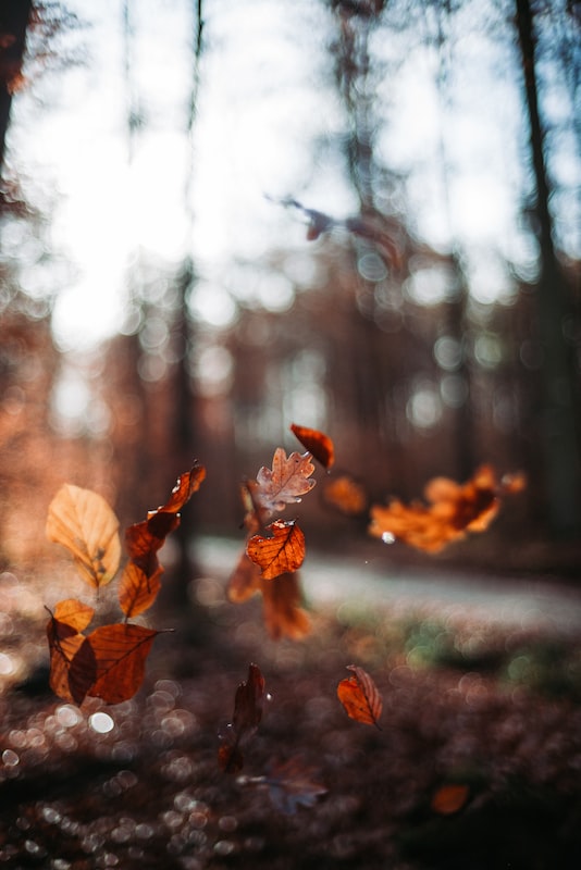 Fall into WordPress